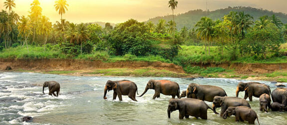 Sri Lanka Group Trip; March 30-April 6 2026