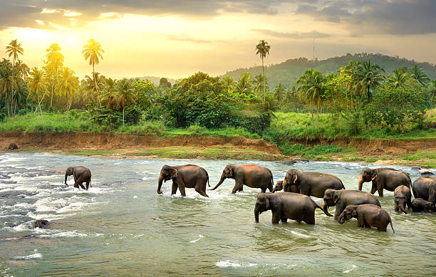 Sri Lanka Group Trip; March 30-April 6 2026